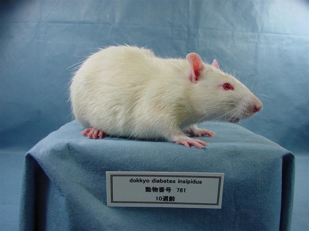 ラット系統